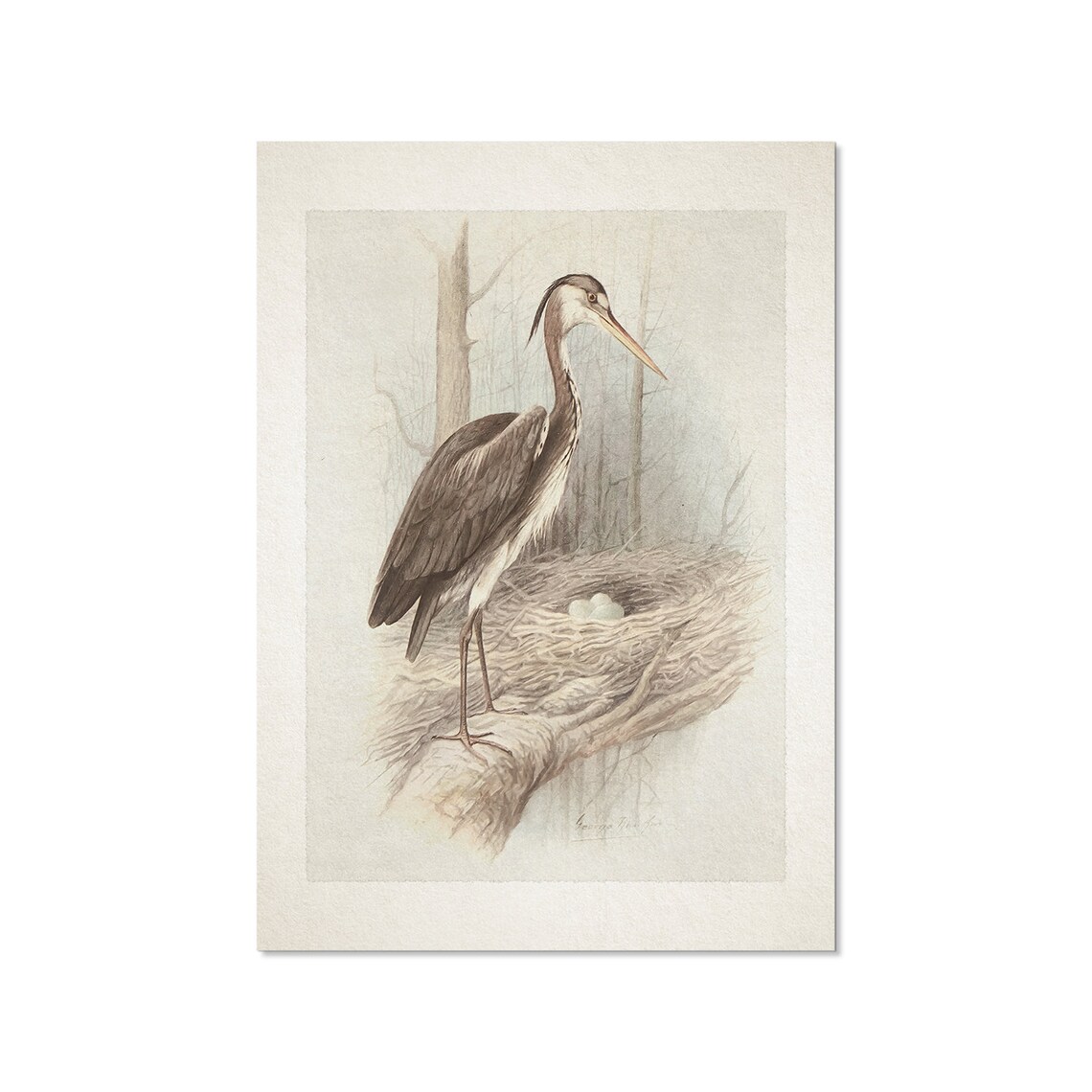 Vintage Great Blue Heron at Nest with Eggs Bird Illustration Poster - Image 2