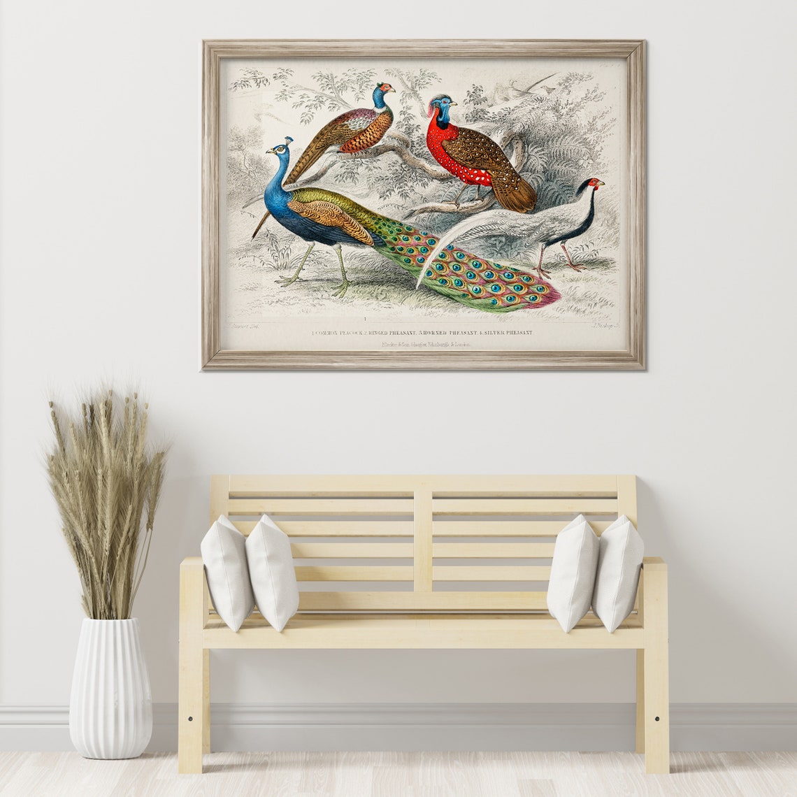 Vintage Peacock Pheasant Bird Engraving Natural History Art Poster - Image 3