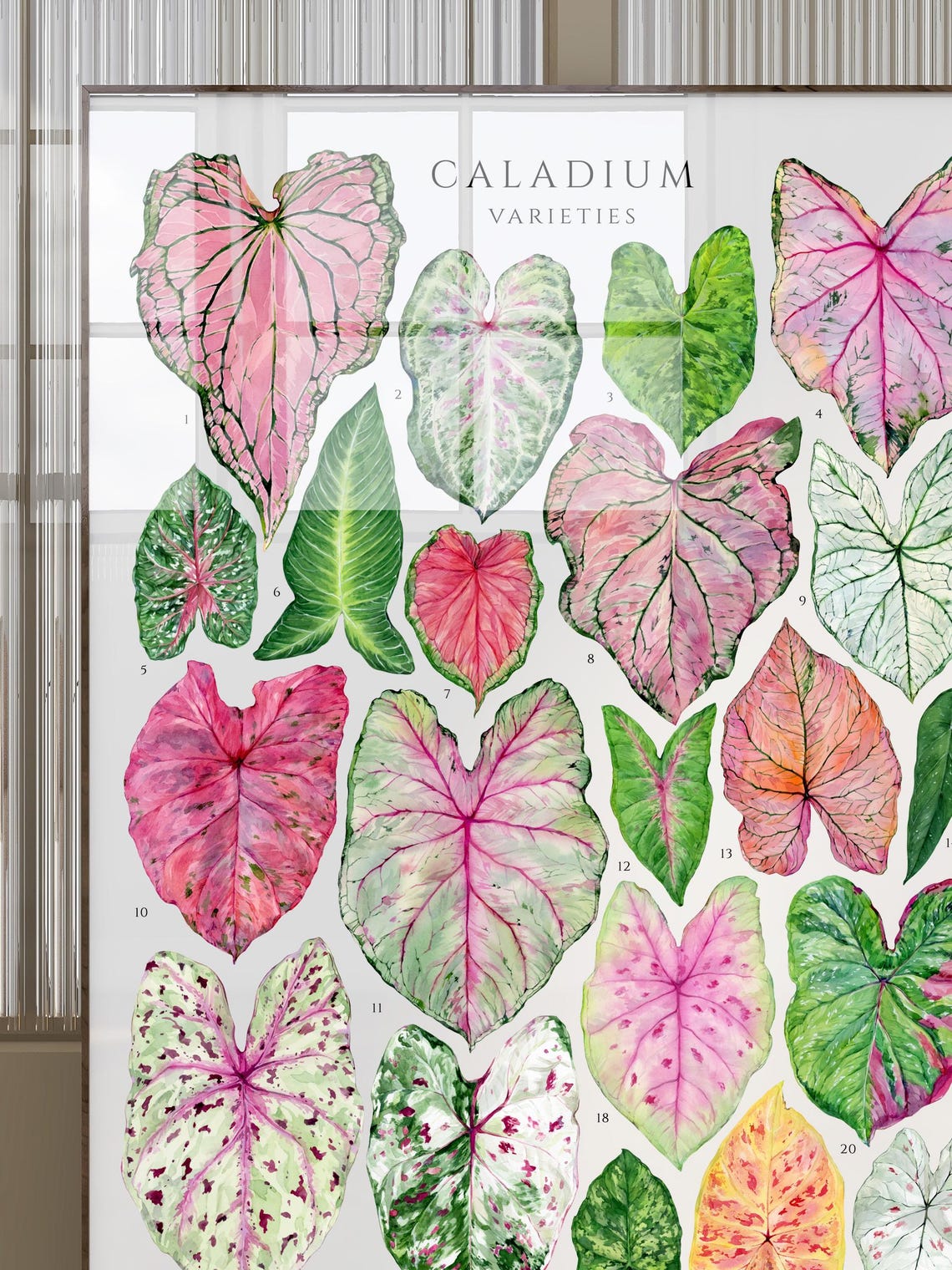Caladium Varieties Pink Tropical Leaf Botanical Species Chart Poster - Image 4