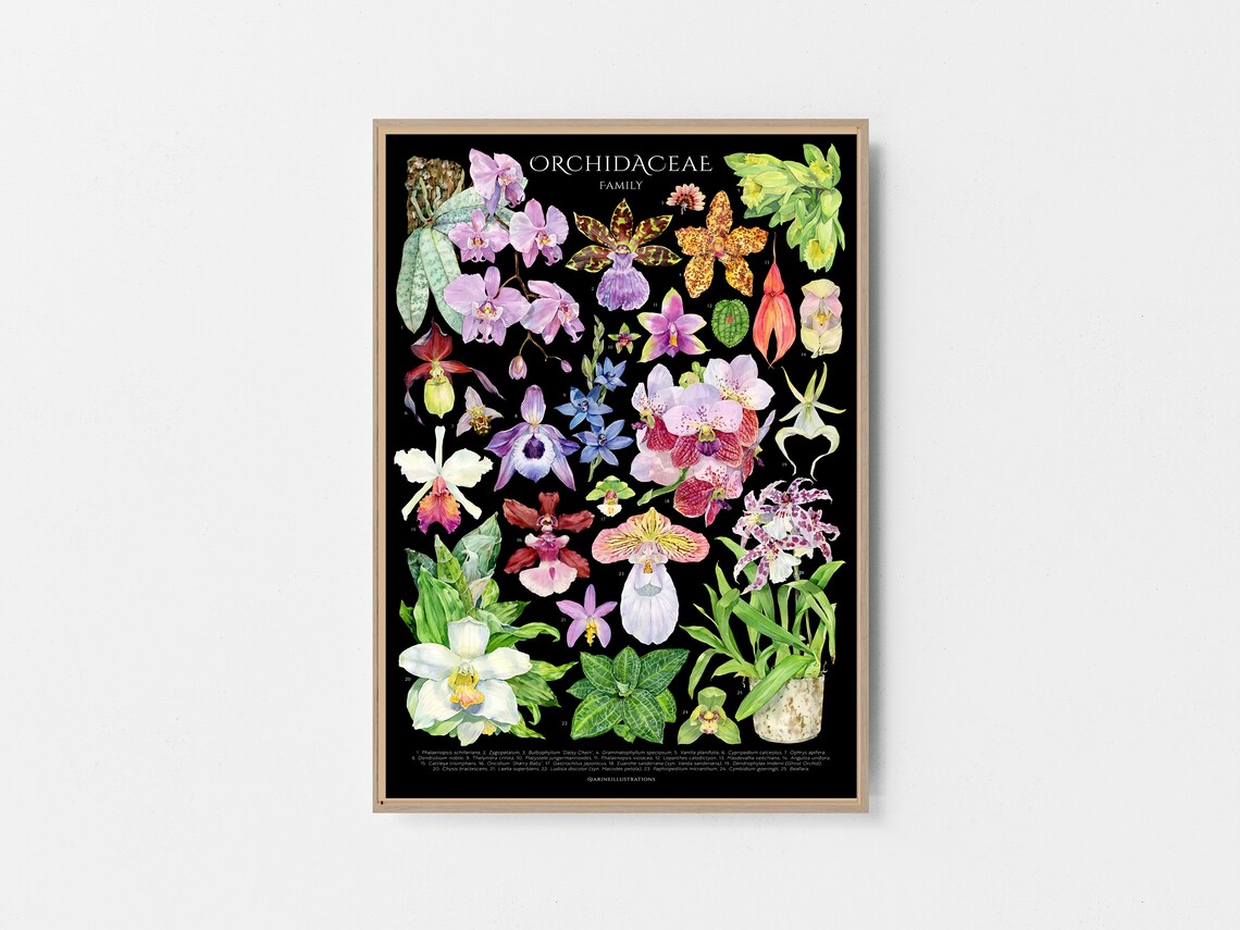 Orchidaceae Family Species Orchid Watercolor Botanical Poster - Image 4