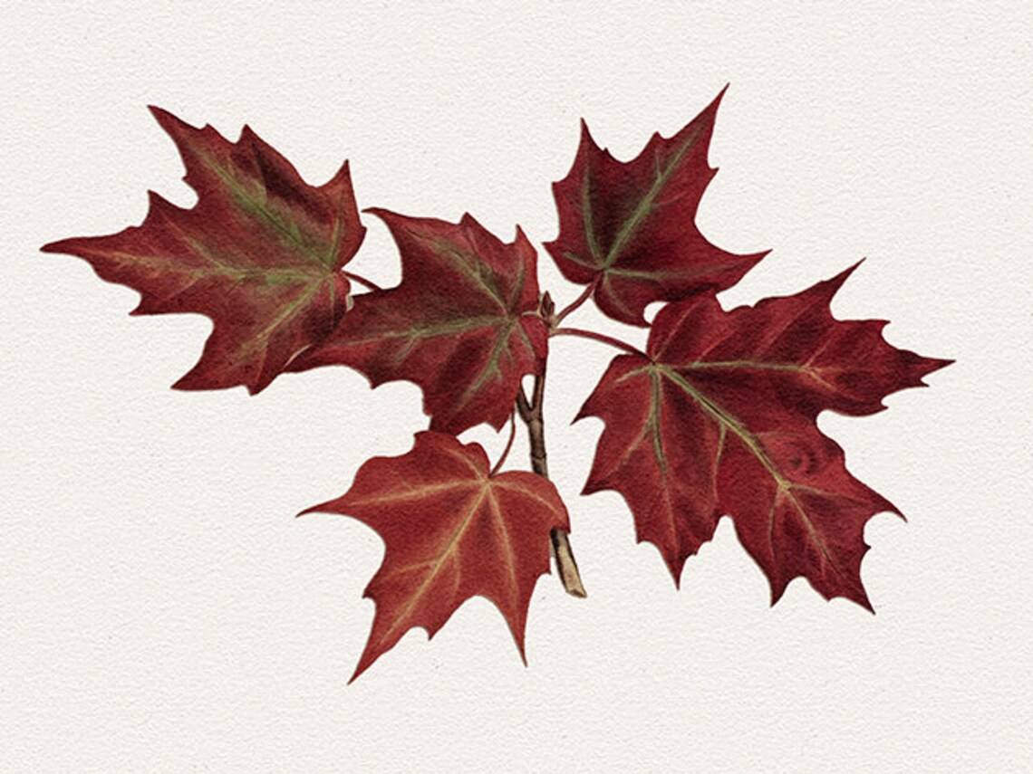 Fall Leaves Art Print, Autumn Wall Art - Image 3