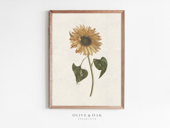 Sunflower Botanical Art Print, Autumn Decor