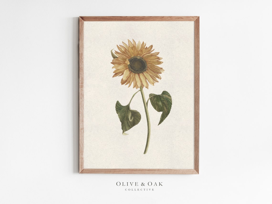Sunflower Botanical Art Print, Autumn Decor