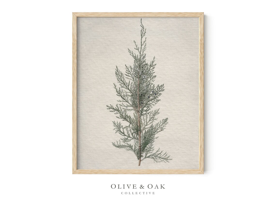 Winter Botanical, Juniper Tree Branch Drawing - Image 4
