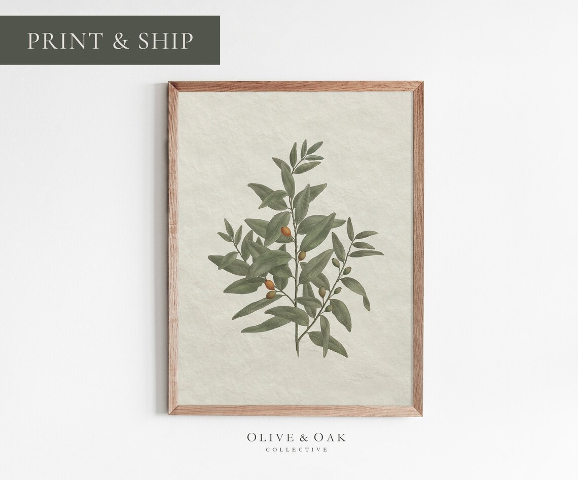 Vintage Botanical Olive Branch Tree Sketch, Kitchen Art Print