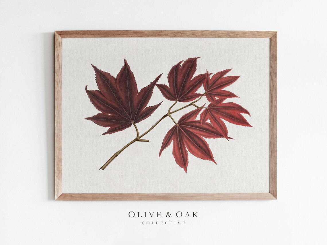 Fall Botanical Maple Branch Drawing, Autumn Decor