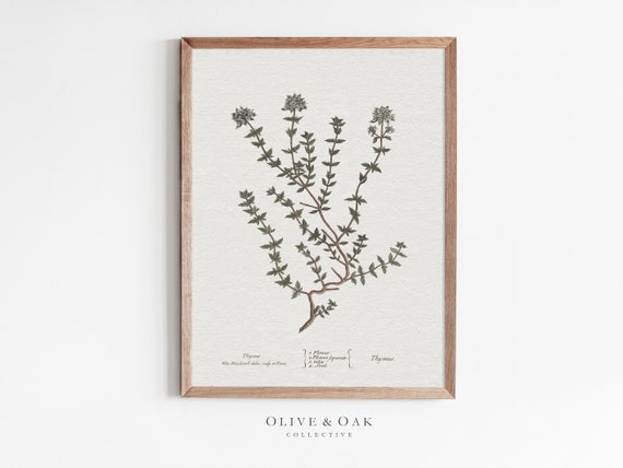 Thyme Drawing Kitchen Art Print, Herbal Wall Art