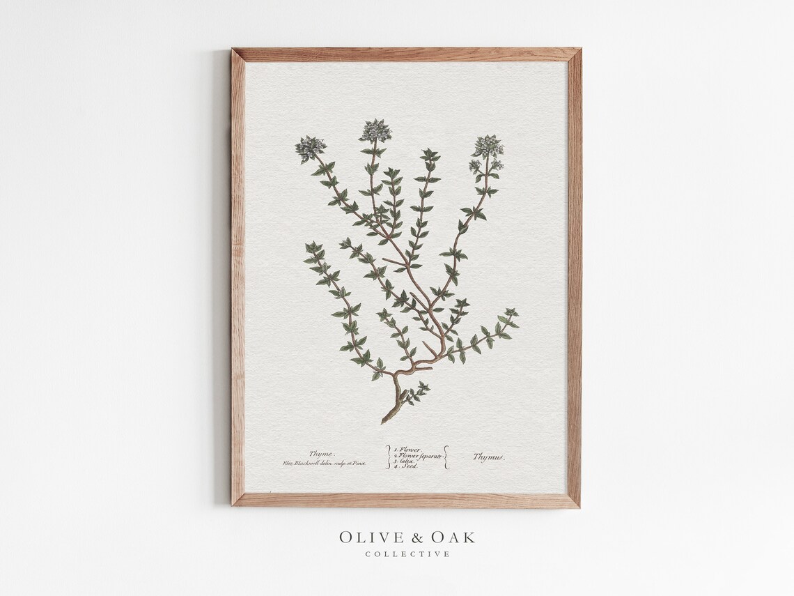Thyme Drawing Kitchen Art Print, Herbal Wall Art