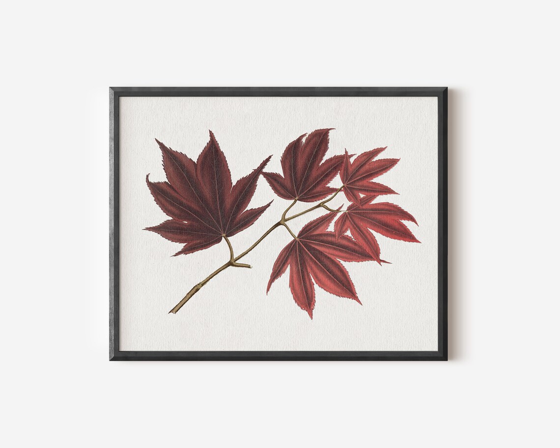 Fall Botanical Maple Branch Drawing, Autumn Decor - Image 2