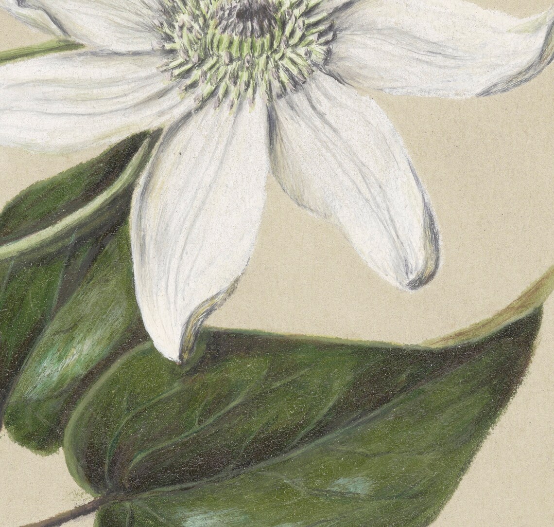 Vintage Botanical Art Print, Neutral Decor - Image 2