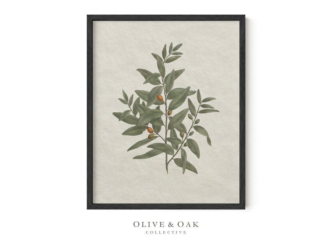 Vintage Botanical Olive Branch Sketch, Kitchen Art Print - Image 2