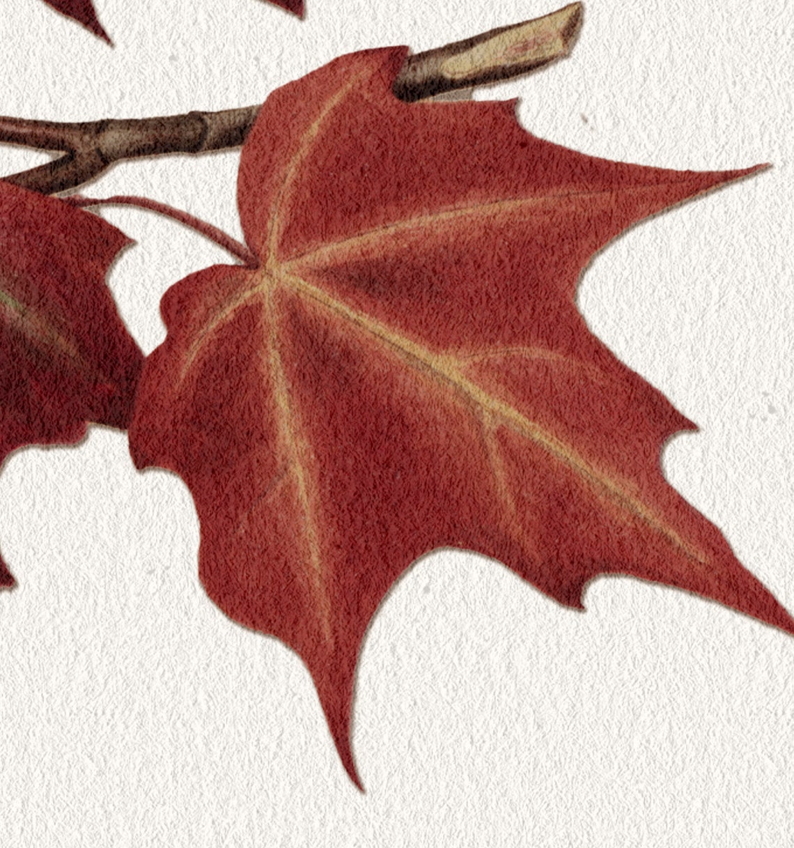 Maple Branch Drawing, Vintage Botanical Art Print - Image 2