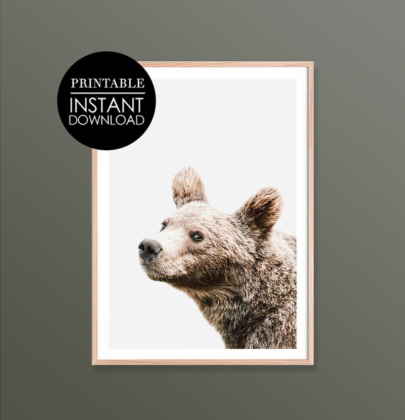 Young Bear Portrait Minimalist Wildlife Photo Nursery Art Poster