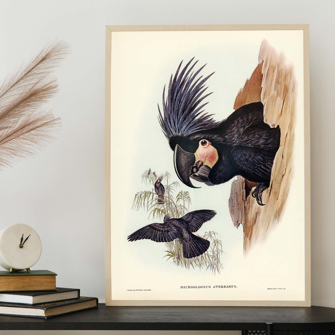 Palm Cockatoo John Gould Vintage Australian Bird Illustration Poster - Image 4