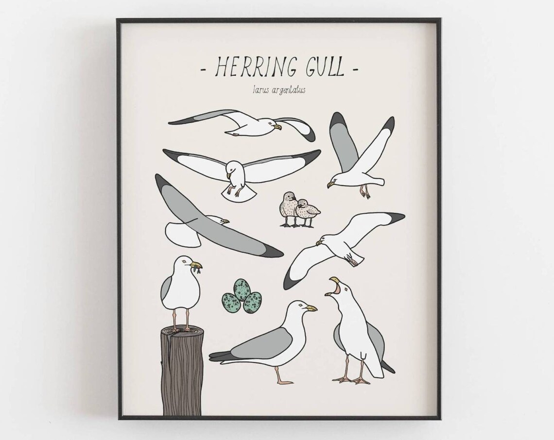 Seagull Print Herring Gull Art Print, Coastal Decor - Image 3