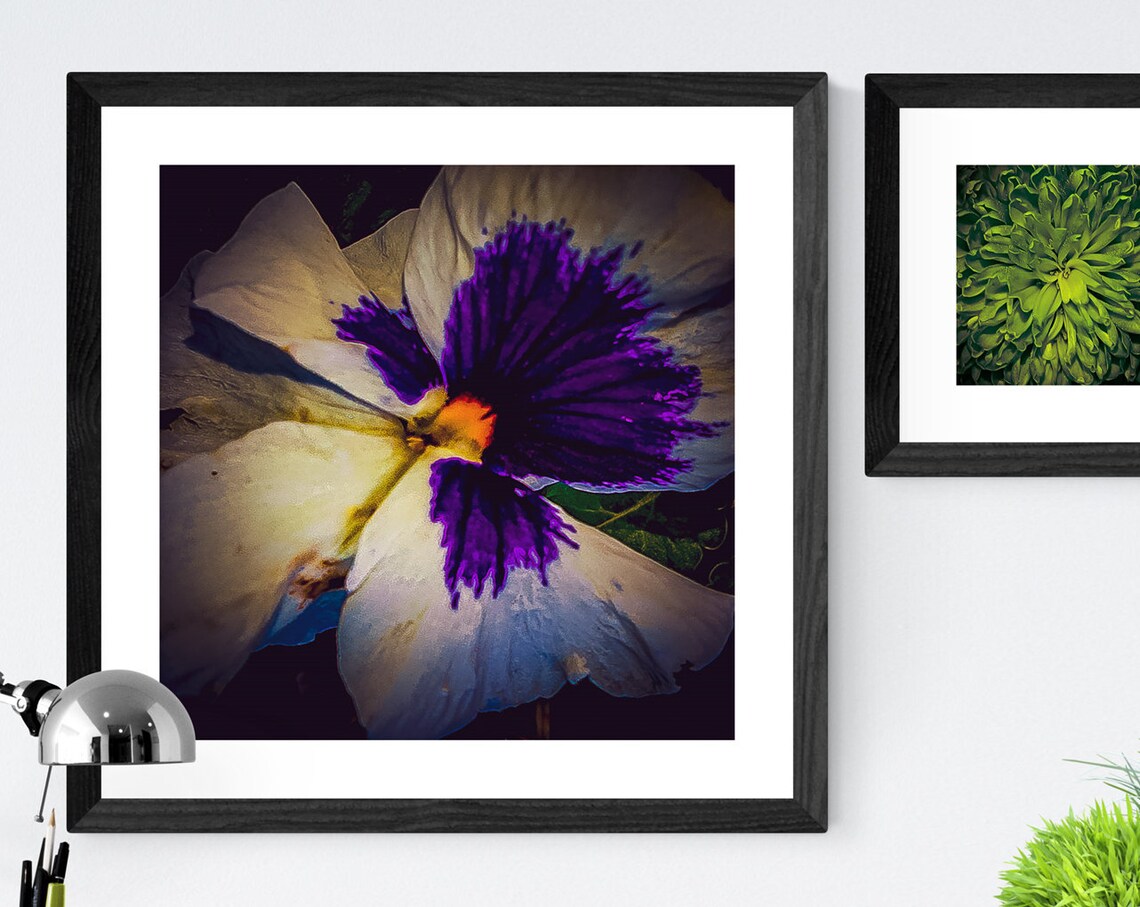 Purple Pansy Flower Macro Photography Dark Botanical Art Poster