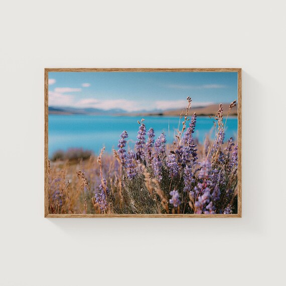 Purple Lupine Flowers by Turquoise Lake Mountain Floral Photo Poster