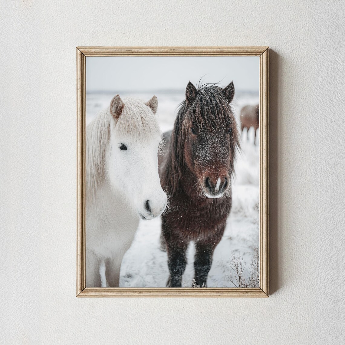 Icelandic Horses Winter Snow Portrait Nordic Farmhouse Poster