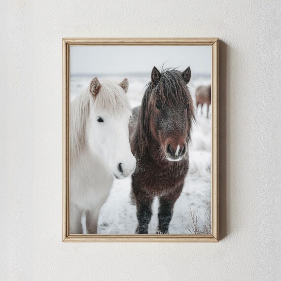 Icelandic Horses Winter Snow Portrait Nordic Farmhouse Poster