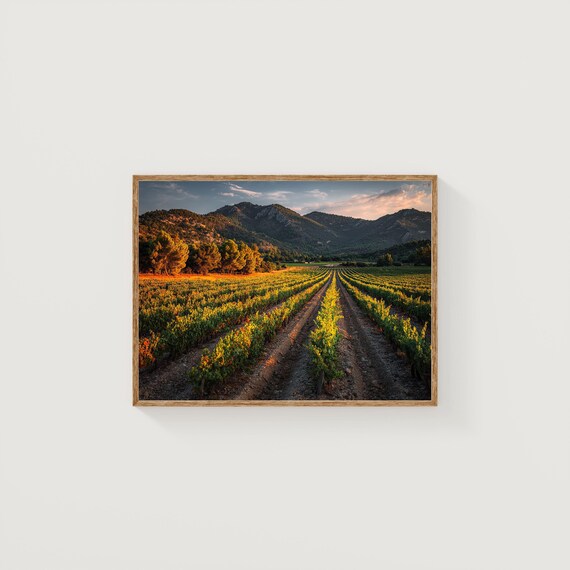 Vineyard Rows at Golden Hour Mountain Landscape Photography Poster