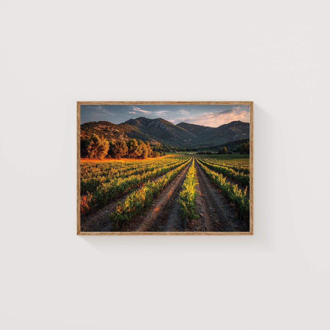 Vineyard Rows at Golden Hour Mountain Landscape Photography Poster