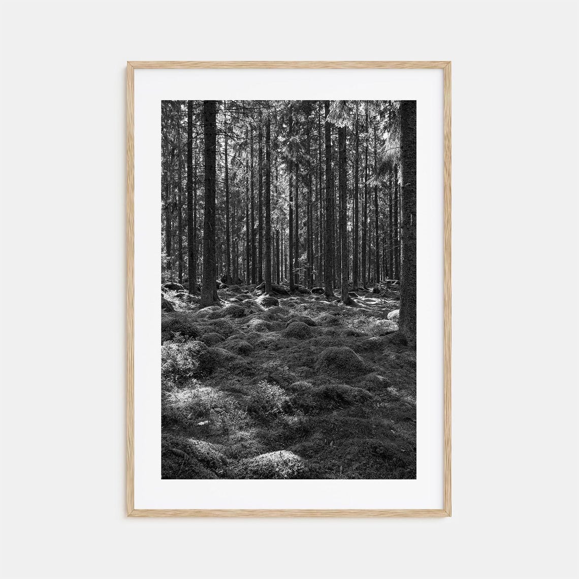 Tall Pine Forest With Moss Covered Floor Black And White Art Poster