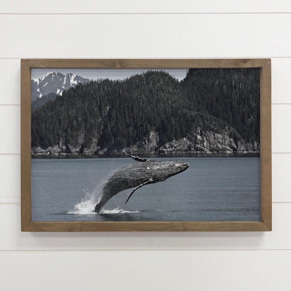 Humpback Whale Breaching Before Forested Fjord Black White Photo Poster