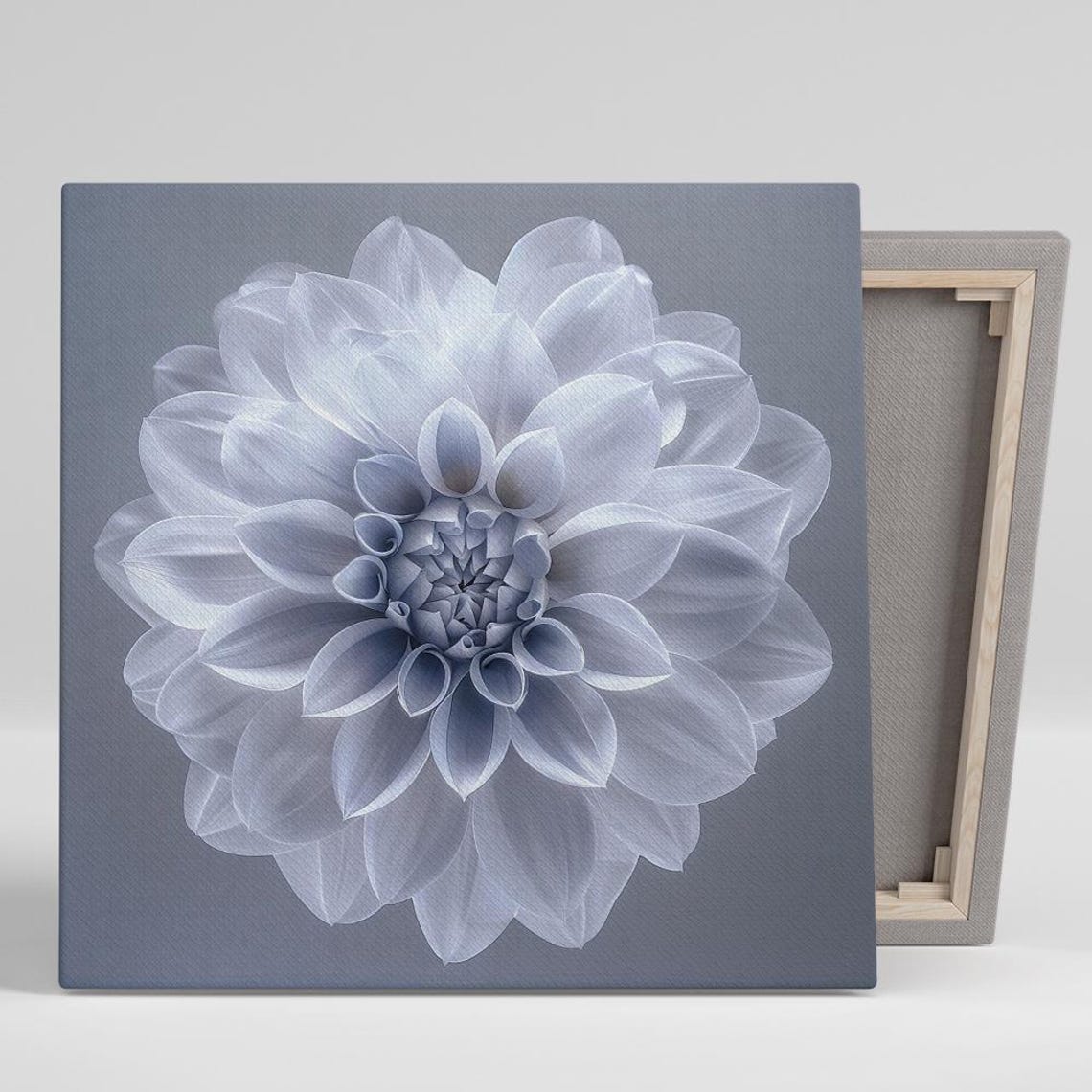 White Grey Dahlia Macro Bloom Monochrome Minimalist Floral Poster