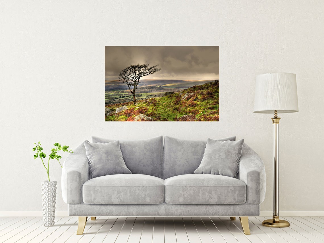 Lone Windswept Tree On Dartmoor Hillside In Autumn Light Poster - Image 2