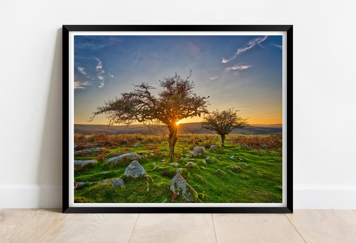 Combestone Tor Dartmoor Sunset Through Ancient Hawthorn Trees Poster