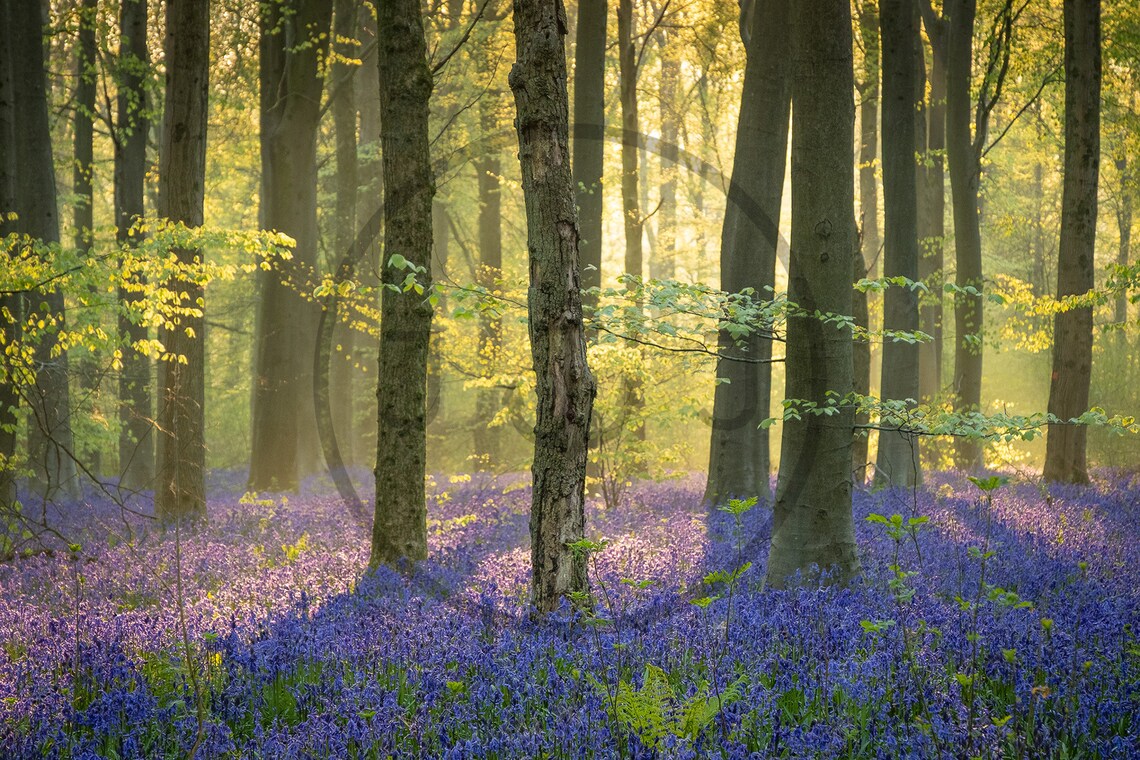 Bluebell Flower Forest Wiltshire Landscape Art Print - Image 3
