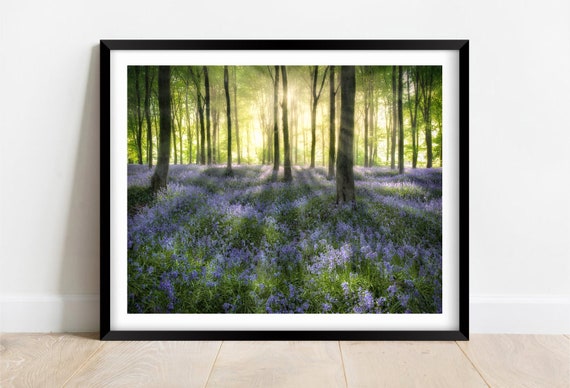 Bluebells At Sunrise Micheldever Hampshire Limited Edition Print Photography Fine Art Wall Art Exclusive Print Posters Photo
