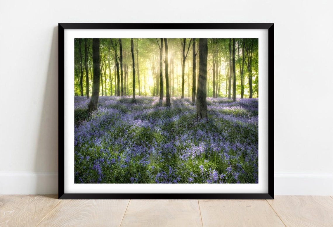 Spring Bluebell Wood With Sunlight Streaming Between the Trees Poster