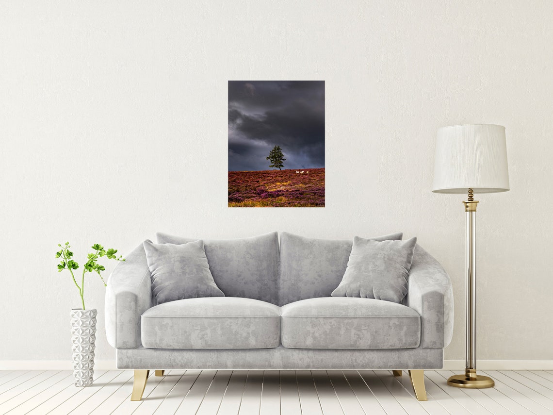 Aberdeenshire Scotland Heather Moor Lone Pine Tree Storm Poster - Image 2