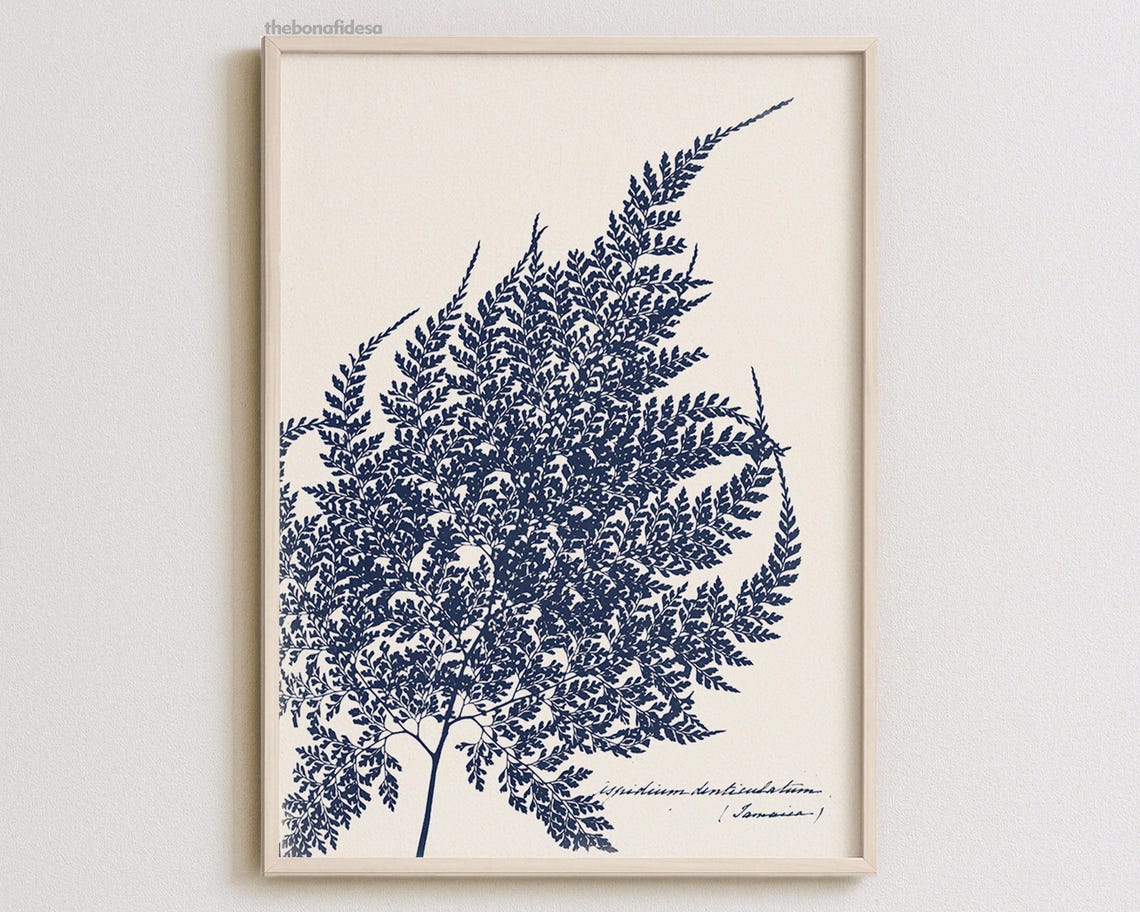 Navy Fern Vintage Botanical Study Print with Handwritten Latin Name