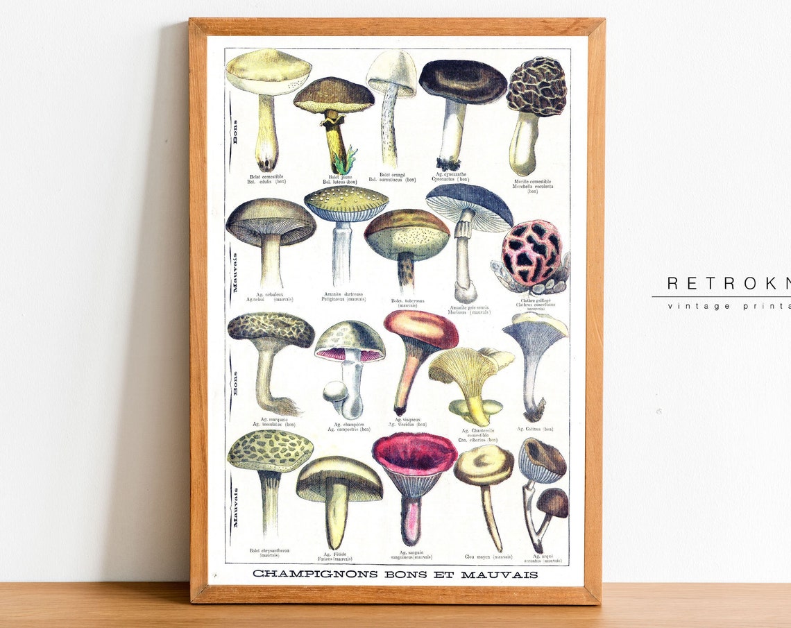 French Mushrooms Edible Poisonous Champignons Vintage Chart Poster