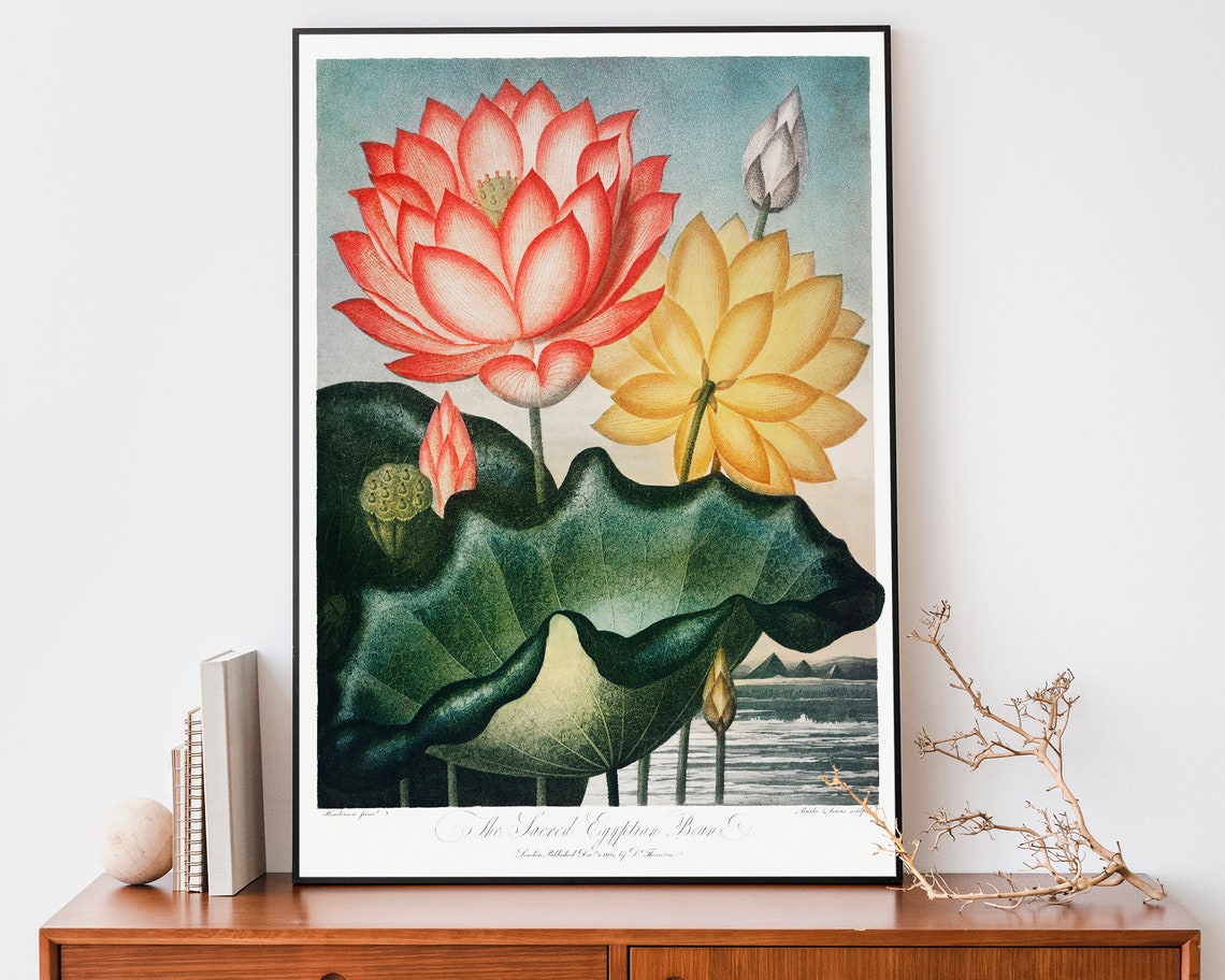 Robert John Thornton Sacred Egyptian Bean Lotus Flower Poster