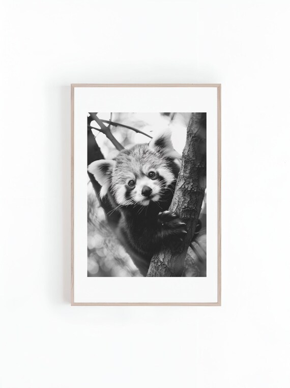 Adorable Baby Red Panda Climbing Tree Black White Photo Poster