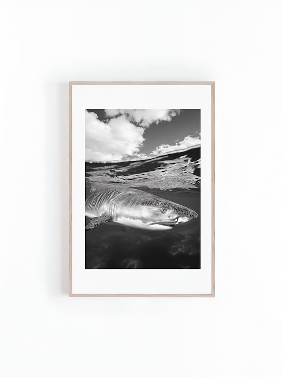 Black And White Tiger Shark Breaching The Ocean Surface Poster