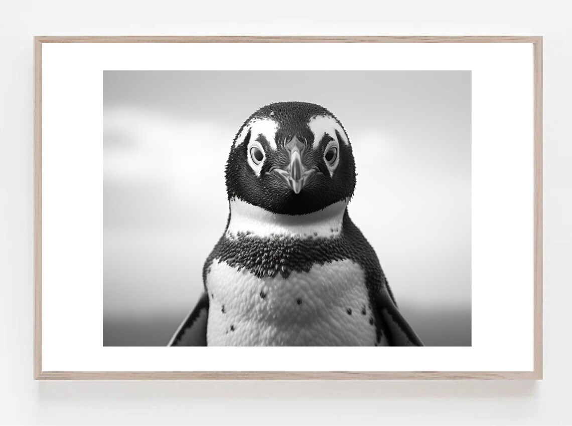 Penguin Wildlife Photo, Black And White Animal - Image 3