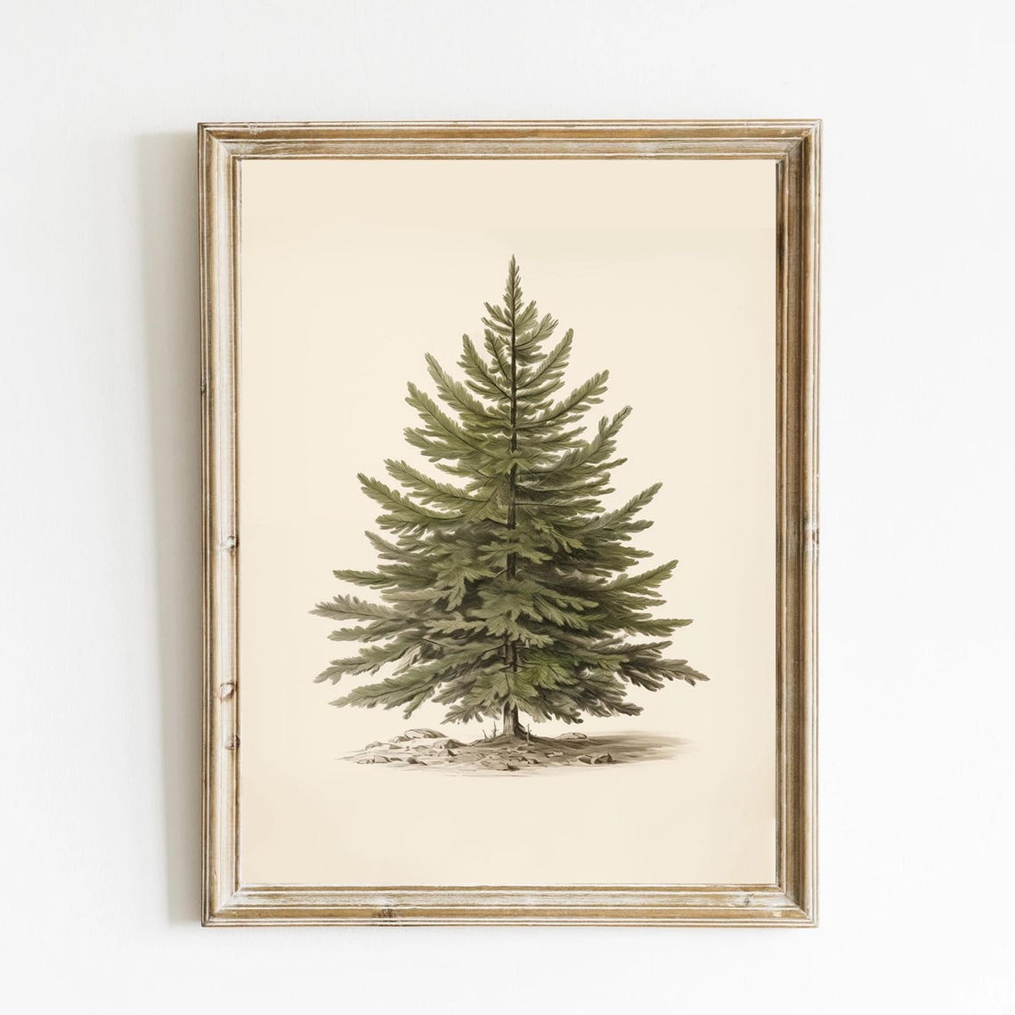 Classic Pine Tree Botanical Illustration Neutral Winter Art Print