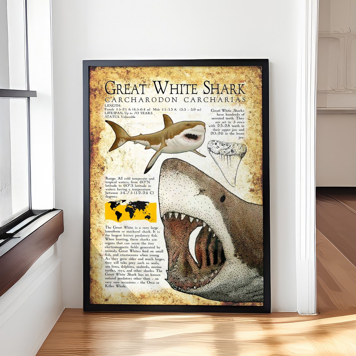 Great White Shark Carcharodon Carcharias Vintage Ocean Poster