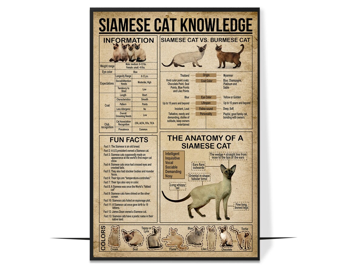 Siamese Cat Lover Gift, Cat Knowledge Art