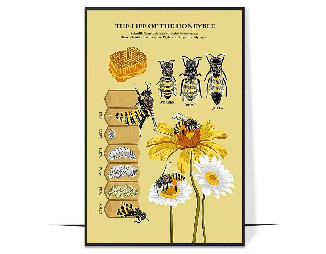 The Life of the Honeybee Educational Lifecycle Anatomy Chart Poster - Image 4