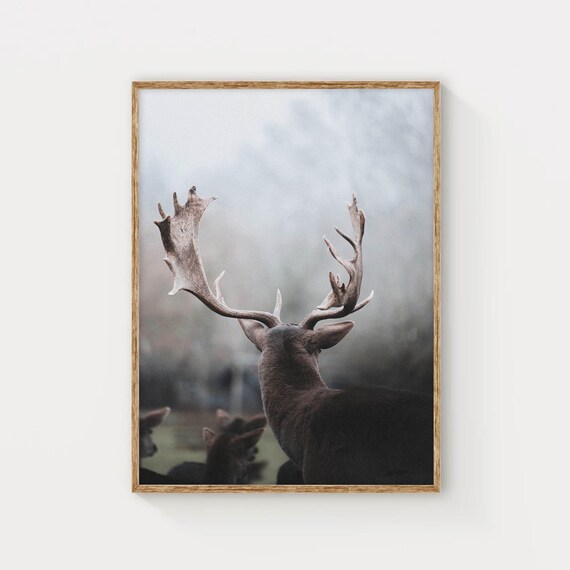 Fallow Deer Stag with Grand Antlers Misty Wildlife Photo Poster