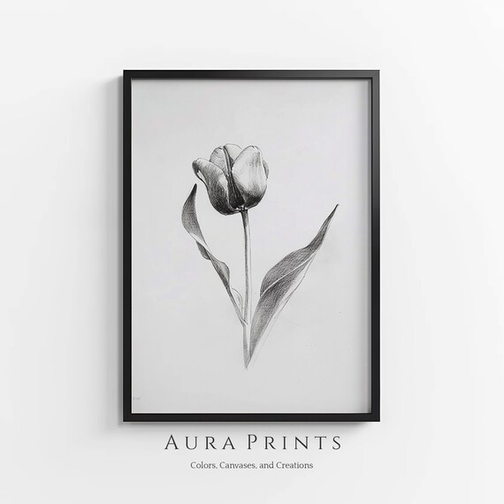 Tulip Flower Pencil Sketch Botanical Minimalist Floral Art Poster