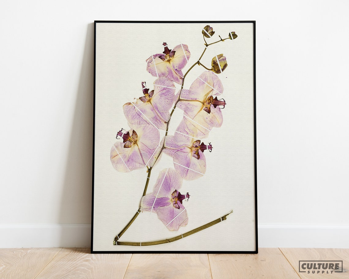 Pressed Lavender Orchid Vintage Botanical Illustration Wall Art