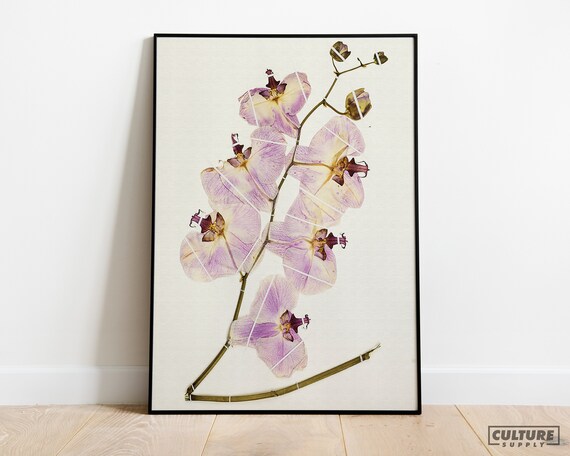 Vintage Orchid Botanical Art Print Orchids Illustration Giclee Poster Tropical Flowers Orchid Home Decor Floral Wall Art Flower