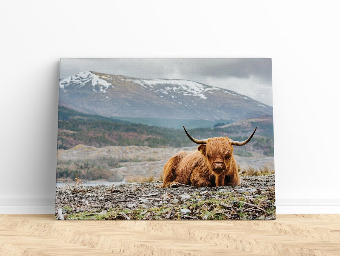 Highland Cow Resting in Scotland with Snowy Mountains Photo Poster