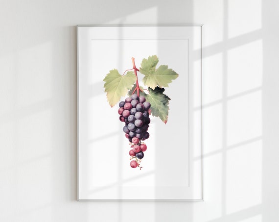 Grape Botanical Vintage Fruit Poster Print